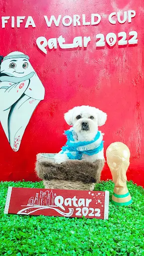 MG Peluquería Canina | Cortes Adaptados, Fantasía, Baños Sanitarios, Higiene y Book de Fotos Temáticas en Ambiente Climatizado