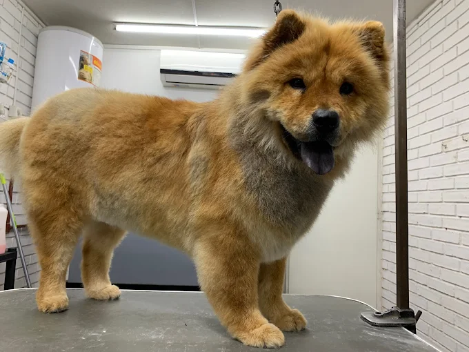 Carlos Torres Peluquería Canina | Higiene, Estética, Cuidado, Confianza y Amor para tu Mascota