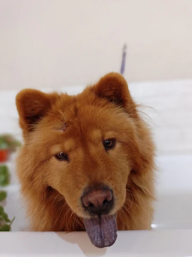 HUND Pelu Canina | Servicio Profesional de Peluquería Canina Integral: Baño, Corte, Peinado y Recuperación de Manto