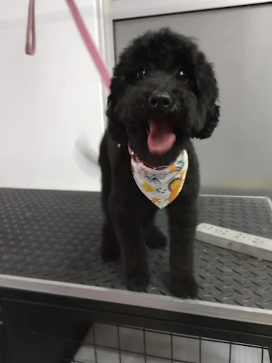 Magical Days | Peluquería Canina y Felina, Guardería (por Hora), Pet Shop y Adiestramiento Canino