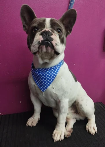 Magical Days | Peluquería Canina y Felina, Guardería (por Hora), Pet Shop y Adiestramiento Canino