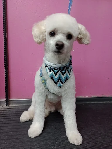 Magical Days | Peluquería Canina y Felina, Guardería (por Hora), Pet Shop y Adiestramiento Canino