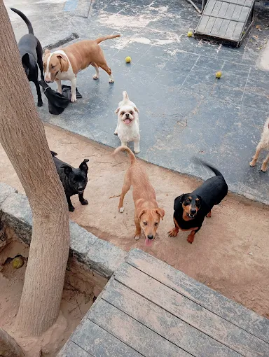 Hachi Peluquería | Peluquería y Baños (Todos los Tamaños) y Guardería Canina (hasta 20 kilos) en Córdoba Capital