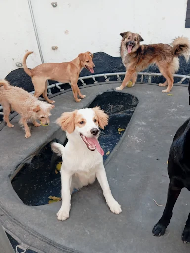 Hachi Peluquería | Peluquería y Baños (Todos los Tamaños) y Guardería Canina (hasta 20 kilos) en Córdoba Capital