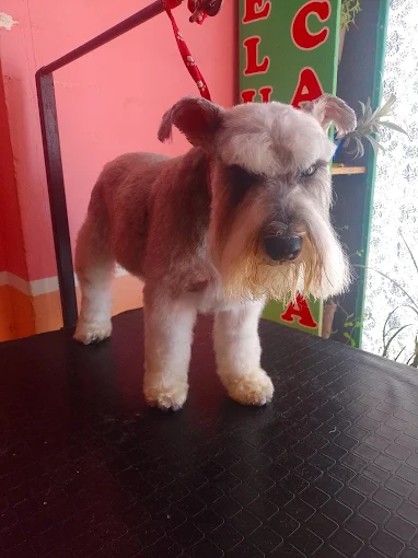 Huellitas Perruquería | Peluquería Canina con Cuidado y Amor Familiar en Córdoba