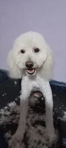 Hachi Peluquería | Peluquería y Baños (Todos los Tamaños) y Guardería Canina (hasta 20 kilos) en Córdoba Capital