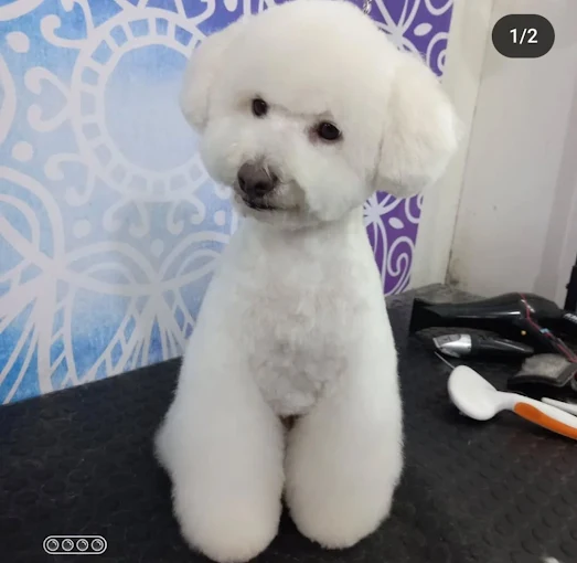 Artemio Peluquería Canina | 12 Años de Experiencia, Sin Sedantes/Estrés, Baños, Cortes, Deslanados y Trimados