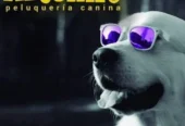Artemio Peluquería Canina | 12 Años de Experiencia, Sin Sedantes/Estrés, Baños, Cortes, Deslanados y Trimados
