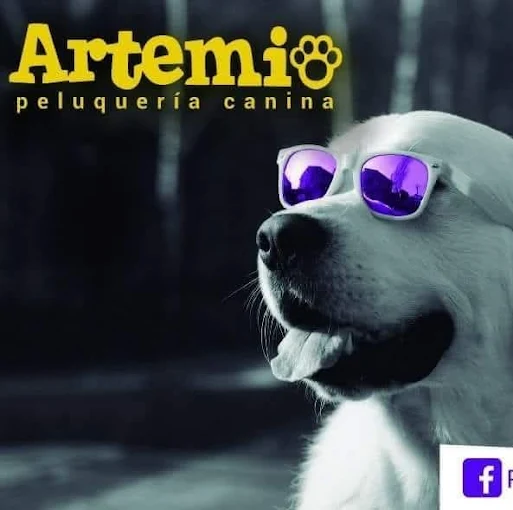 Artemio Peluquería Canina | 12 Años de Experiencia, Sin Sedantes/Estrés, Baños, Cortes, Deslanados y Trimados