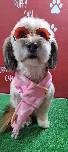 Puppy Can | Peluquería y Estética Canina con Mimos y Calidez Humana