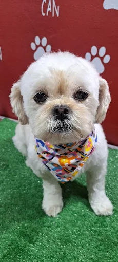 Puppy Can | Peluquería y Estética Canina con Mimos y Calidez Humana