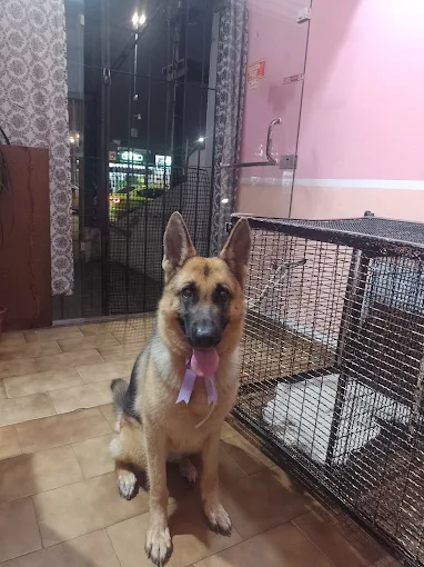 Huellitas Perruquería | Peluquería Canina con Cuidado y Amor Familiar en Córdoba