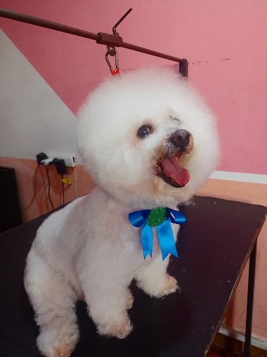 Huellitas Perruquería | Peluquería Canina con Cuidado y Amor Familiar en Córdoba