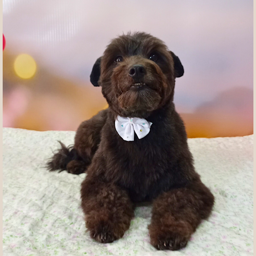 Rosales Estética Canina | Peluquería Profesional, Matrícula Habilitada, Herramientas Wahl & Andis y Cosmética Moksha