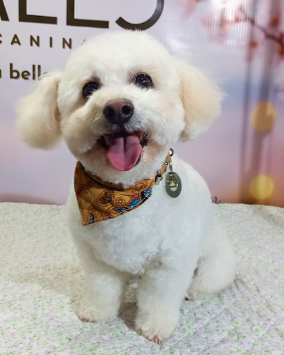 Rosales Estética Canina | Peluquería Profesional, Matrícula Habilitada, Herramientas Wahl & Andis y Cosmética Moksha