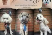Spa Dogs | Estética Canina a Precio Accesible, Retiro y Entrega a Domicilio  y Guardería Canina