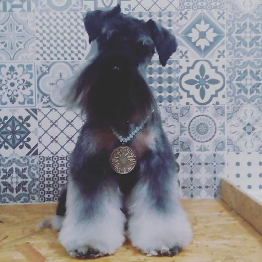 Peluqpets | Peluquería y Estética para Mascotas en Nueva Córdoba – Espacio Transparente y Adaptado para Bienestar Animal