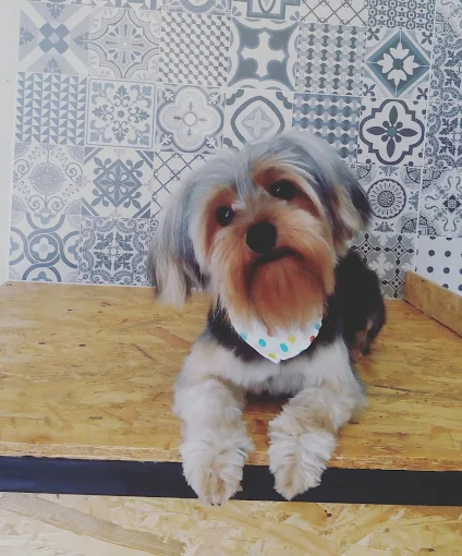 Peluqpets | Peluquería y Estética para Mascotas en Nueva Córdoba – Espacio Transparente y Adaptado para Bienestar Animal