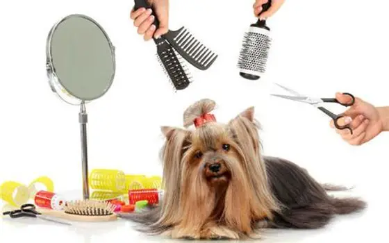 Oh My Dog | Peluquería Canina, Paseo y Cuidado Integral para Mascotas en Córdoba