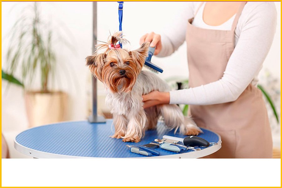 Oh My Dog | Peluquería Canina, Paseo y Cuidado Integral para Mascotas en Córdoba