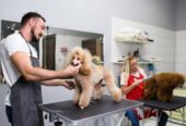 AM Pelu Canina | Peluquería Canina, Accesorios y Alimentos de Calidad en Córdoba Capital