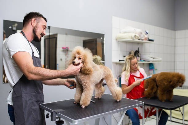 AM Pelu Canina | Peluquería Canina, Accesorios y Alimentos de Calidad en Córdoba Capital