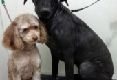 Peluqueria Canina DOGS | Servicio de Peluquería Canina, Turnos Lunes a Sábado, Libre de Jaulas