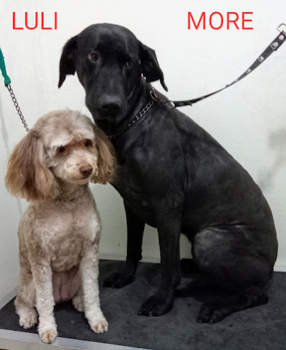 Peluqueria Canina DOGS | Servicio de Peluquería Canina, Turnos Lunes a Sábado, Libre de Jaulas
