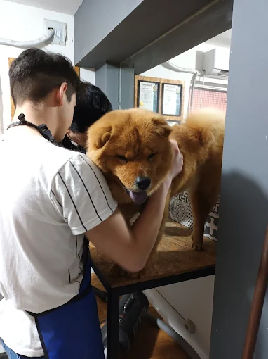 Peluqpets | Peluquería y Estética para Mascotas en Nueva Córdoba – Espacio Transparente y Adaptado para Bienestar Animal