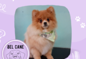 Bel Cane | Peluquería Canina Sin Estrés, Sesiones Personalizadas, Baño, Corte, Deslanado y Corte de Uñas