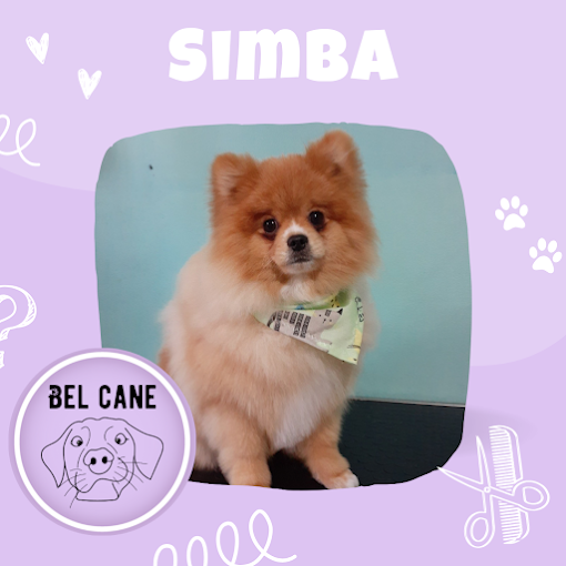 Bel Cane | Peluquería Canina Sin Estrés, Sesiones Personalizadas, Baño, Corte, Deslanado y Corte de Uñas
