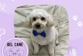Bel Cane | Peluquería Canina Sin Estrés, Sesiones Personalizadas, Baño, Corte, Deslanado y Corte de Uñas