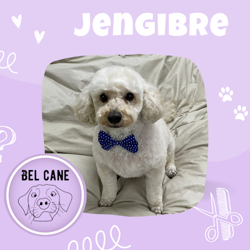 Bel Cane | Peluquería Canina Sin Estrés, Sesiones Personalizadas, Baño, Corte, Deslanado y Corte de Uñas