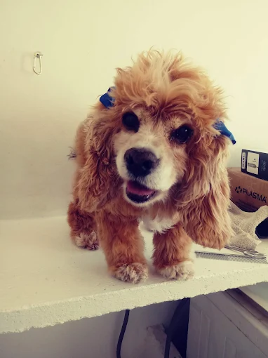 CANEM | Peluquería Canina Respetuosa, Libre de Jaulas, Educación Canina, Guardería, Traslados y Dermocosmética