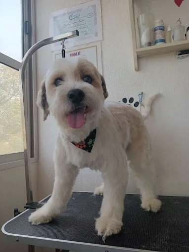 Ayelén Sánchez | Peluquería Canina: Baño, Corte, Retoques, Corte de Uñas y Limpieza de Oídos con Experiencia, Amor y Respeto
