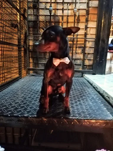 Ayelén Sánchez | Peluquería Canina: Baño, Corte, Retoques, Corte de Uñas y Limpieza de Oídos con Experiencia, Amor y Respeto