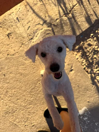 Guazú Club de Mascotas | Veterinaria, Pet Shop y Pelu Canina en Córdoba