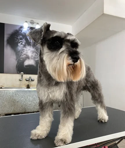 Dog Stylist | Peluquería Canina, Baños, Cortes y Estética Dedicada al Bienestar Estético de tu Mascota