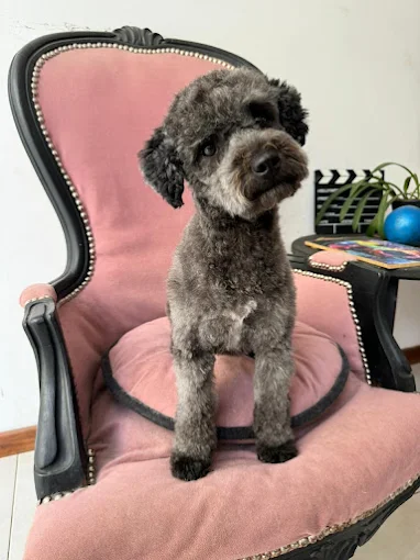 Dog Stylist | Peluquería Canina, Baños, Cortes y Estética Dedicada al Bienestar Estético de tu Mascota