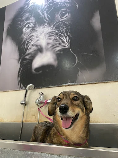 Dog Stylist | Peluquería Canina, Baños, Cortes y Estética Dedicada al Bienestar Estético de tu Mascota