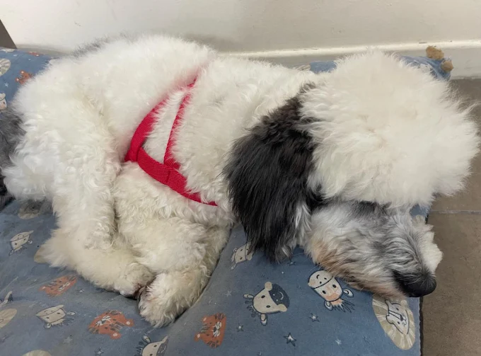 PICHICHOS | Pet Shop, Peluquería Canina, Alimento Suelto, Artículos y Asesoramiento Gratuito sobre Comportamiento Canino