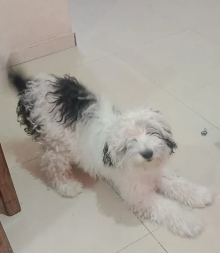 PICHICHOS | Pet Shop, Peluquería Canina, Alimento Suelto, Artículos y Asesoramiento Gratuito sobre Comportamiento Canino