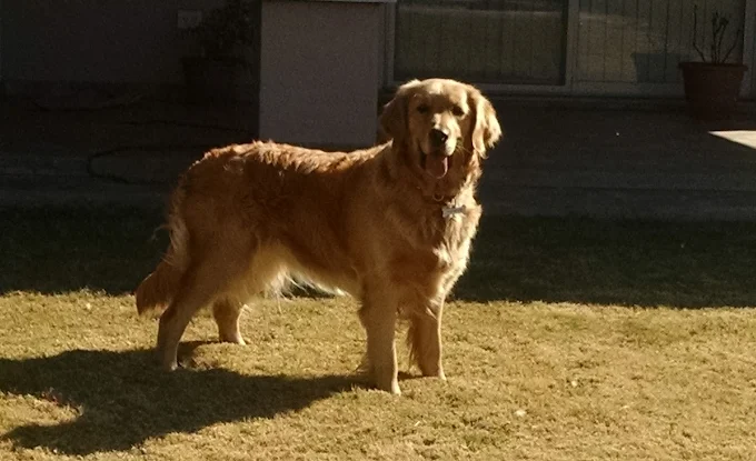 Peluquería Canina Noel | Servicio Profesional de Peluquería Canina en Córdoba