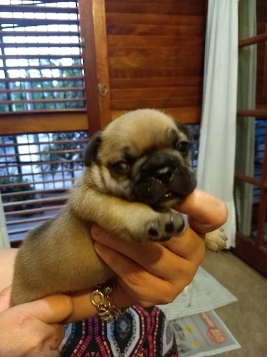 Peluquería Canina Noel | Servicio Profesional de Peluquería Canina en Córdoba