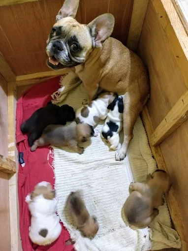 Peluquería Canina Noel | Servicio Profesional de Peluquería Canina en Córdoba