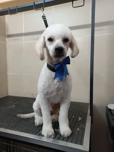 Encantados Córdoba | Peluquería Canina y Felina, Alimento Balanceado y Accesorios para Mascotas