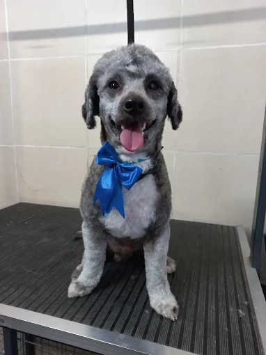 Encantados Córdoba | Peluquería Canina y Felina, Alimento Balanceado y Accesorios para Mascotas