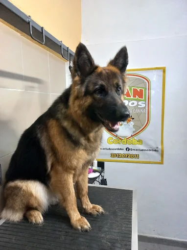 Encantados Córdoba | Peluquería Canina y Felina, Alimento Balanceado y Accesorios para Mascotas