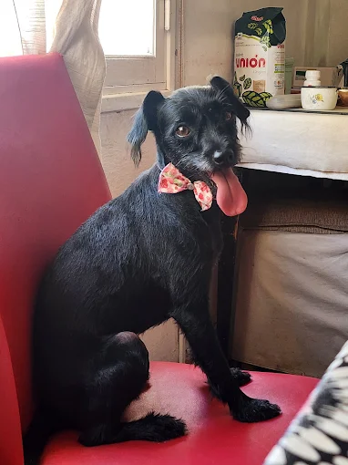 Ladridos y Burbujas | Estética Canina Profesional con Productos Aprobados por SENASA, Amor y Responsabilidad