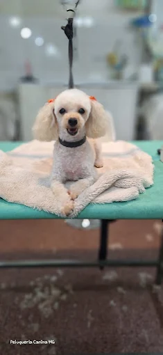 MG Peluquería Canina | Cortes Adaptados, Fantasía, Baños Sanitarios, Higiene y Book de Fotos Temáticas en Ambiente Climatizado